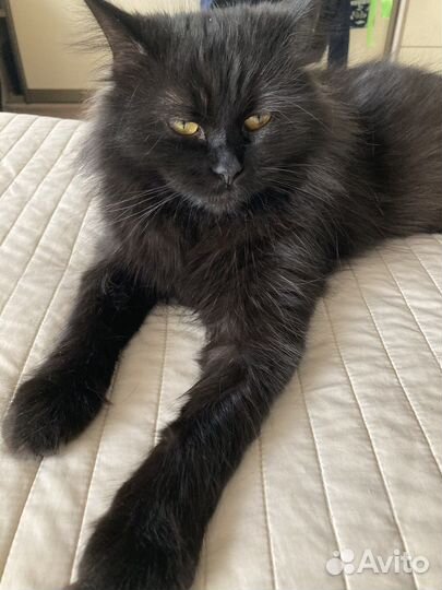 Кошки в добрые руки