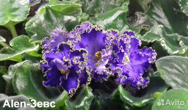 Комнатные фиалки