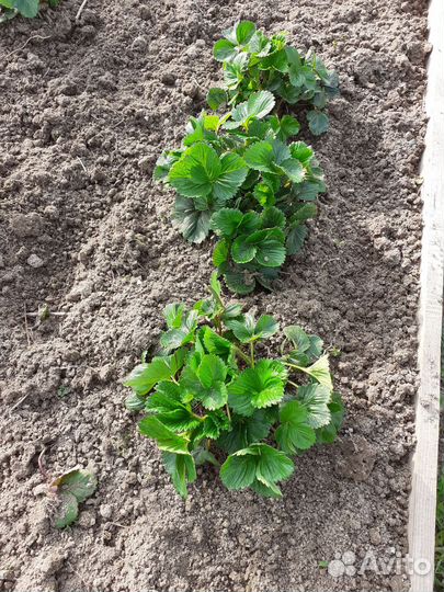 Рассада клубники,земляника