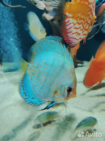 Дискусы леопарды, туркисы, пиджены