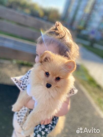 Собака шпиц