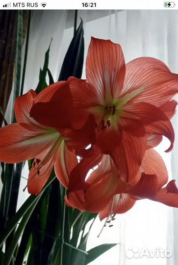 Гиппеаструм, луковицы