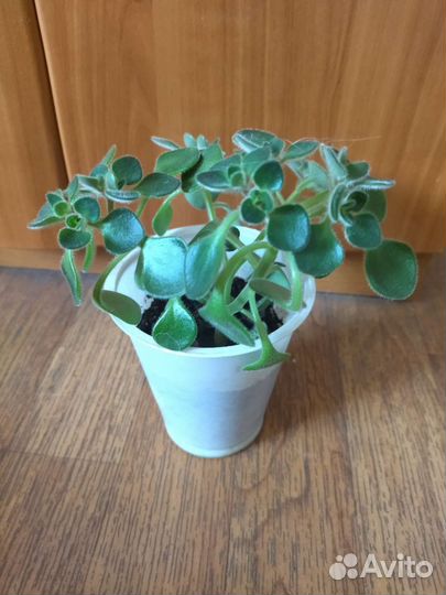 Аихризон дерево любви)