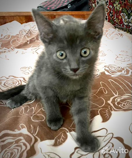 Котик-обормотик ищет дом