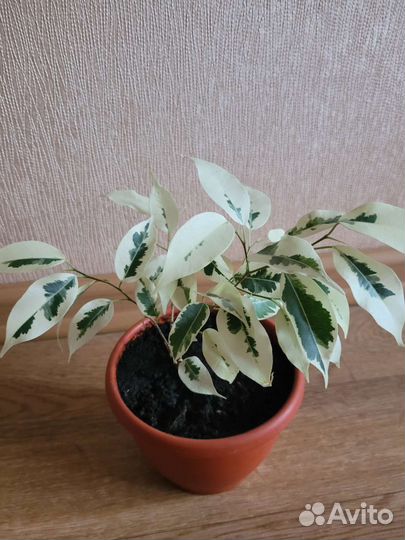 Фикус бенджамина