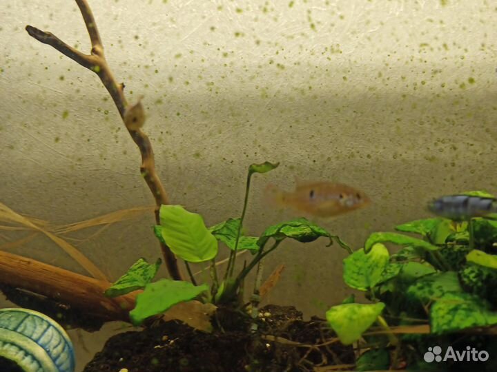 Рыбы цихлиды