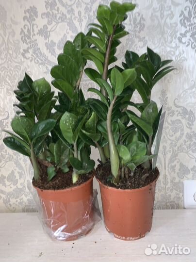 Замиокулькас Зензи Жук 14/40см