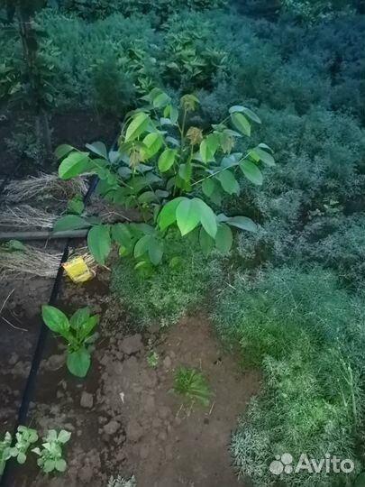 Грецкий орех саженцы