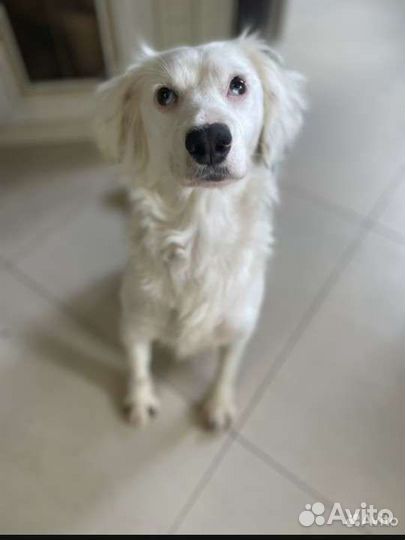 Снежка ищет добрые руки