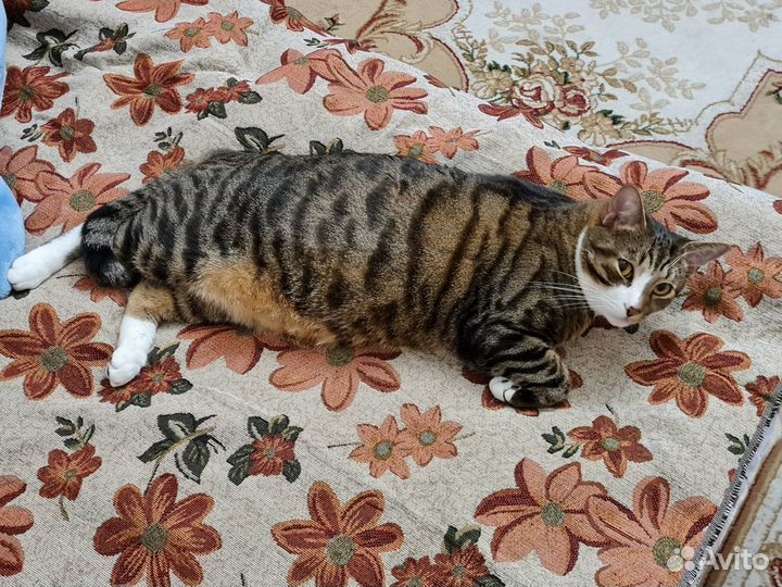 Отдам кота в добрые руки