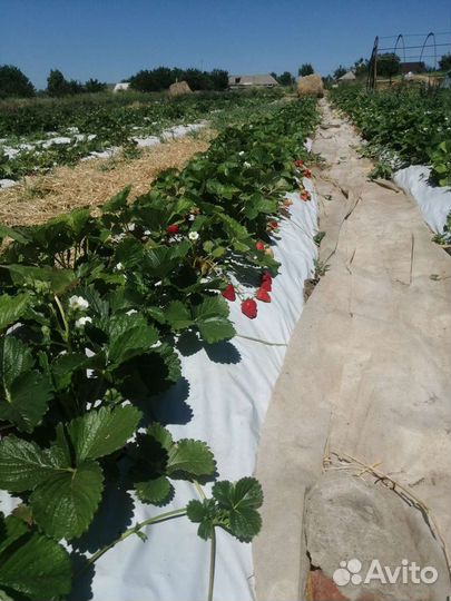 Рассада клубники