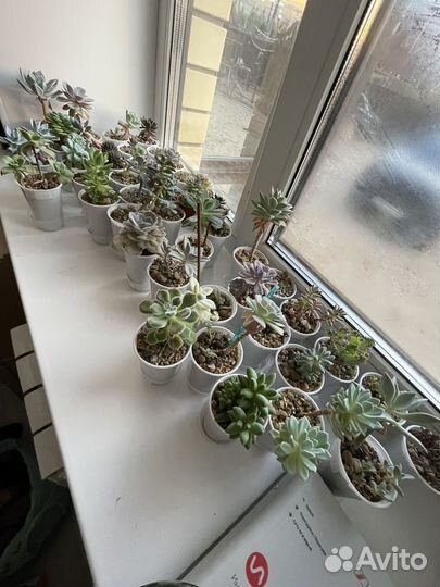 Суккуленты коллекция