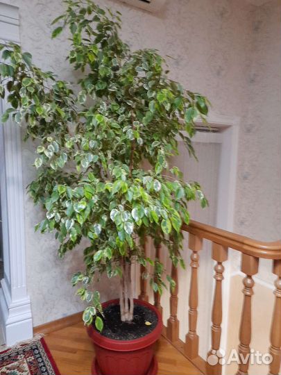 Фикус бенджамина