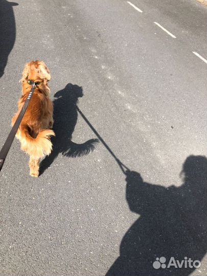 Выгул собак