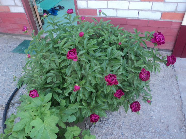 Дом 78 м² на участке 5 сот.