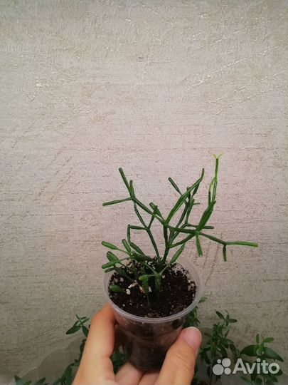 Суккуленты толстянка, хатиора, алоэ