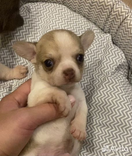 Щенки чихуахуа