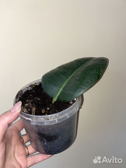 Фикус каучуковый