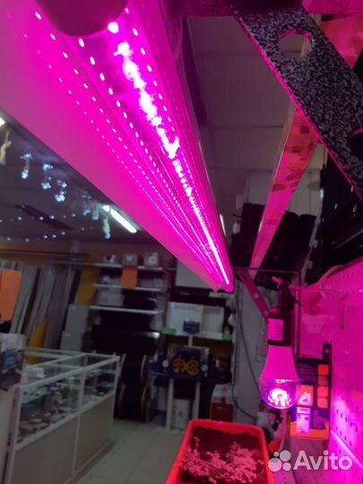 Фитолампа для рассады