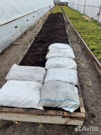 Саженцы ели окс