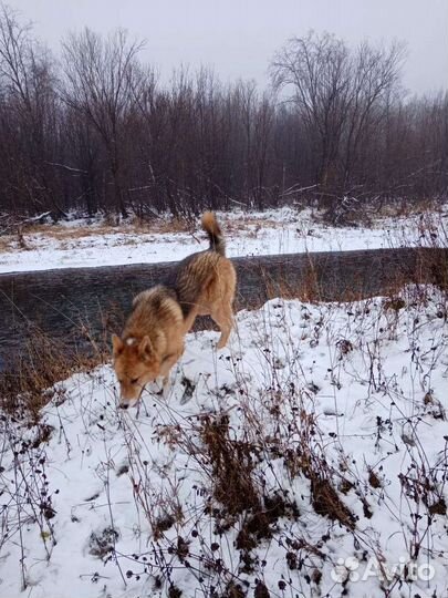 Собака в добрые руки отдам бесплатно
