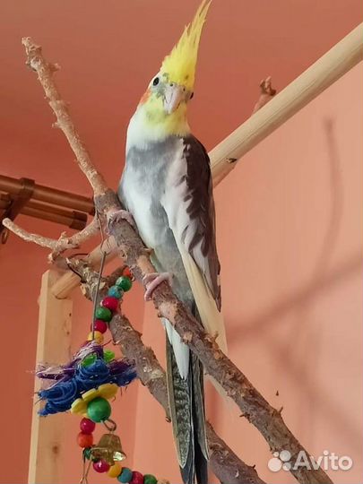 Попугай Корелла мальчик