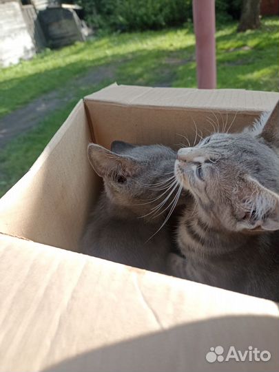 Котята маленькие