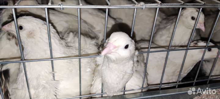 Перепелки несушки и самцы инкубационное яйцо