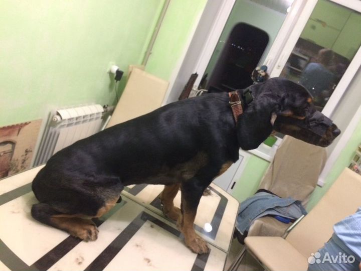 Стрижка животных: собаки, кошки, кролики