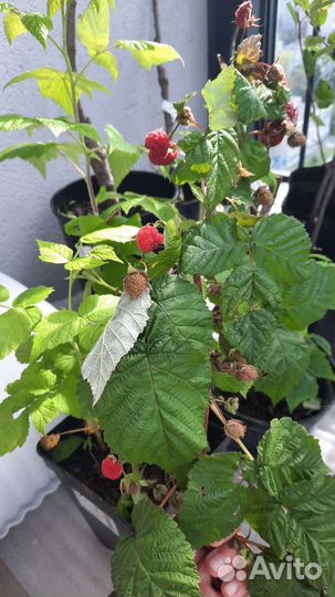 Малина штамбовая Сказка