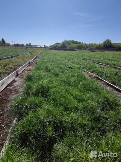 Сеянцы ели окс