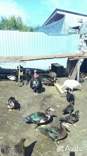 Продам семью индюков