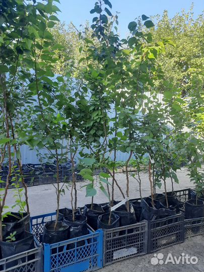 Саженцы абрикосов и сливы