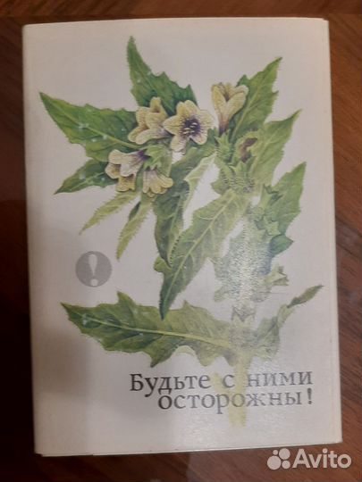 Открытки экскурсия в природу растения