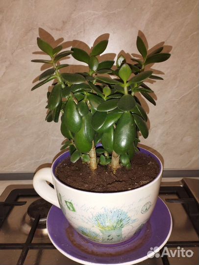 Красула толстянка