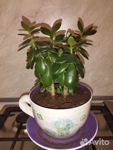 Красула толстянка