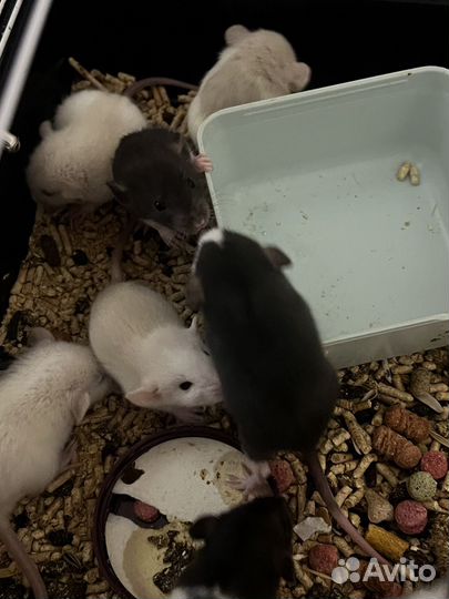 Крысята дамбо