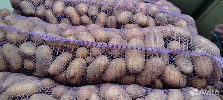Продам картофель