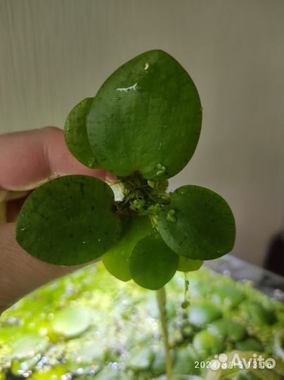 Лимнобиум, наяс, пистия. Коряга, грот-трубка