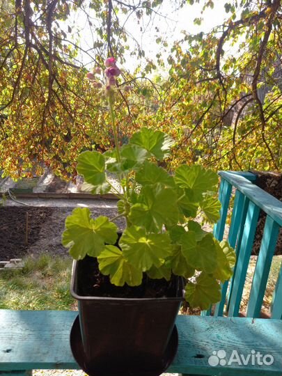 Герань пеларгония цветущее растение