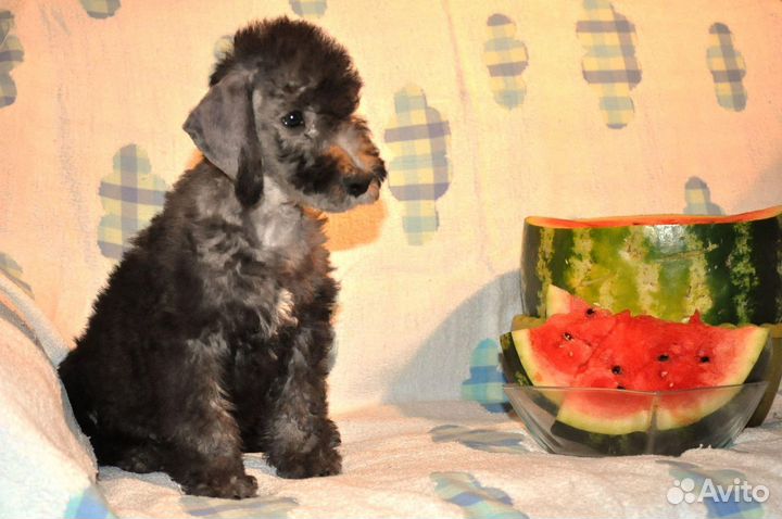 Бедлингтон терьер