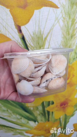 Отборные ракушки из Крыма