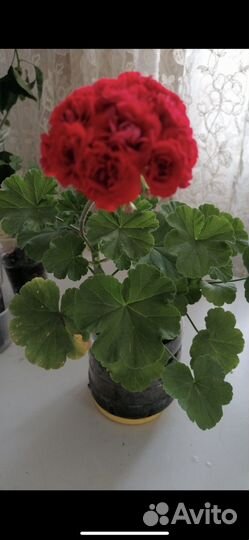 Комнатные растения герань, сингониум, бальзамин