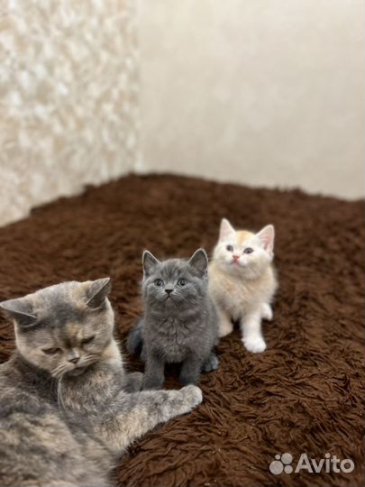 Котята британки