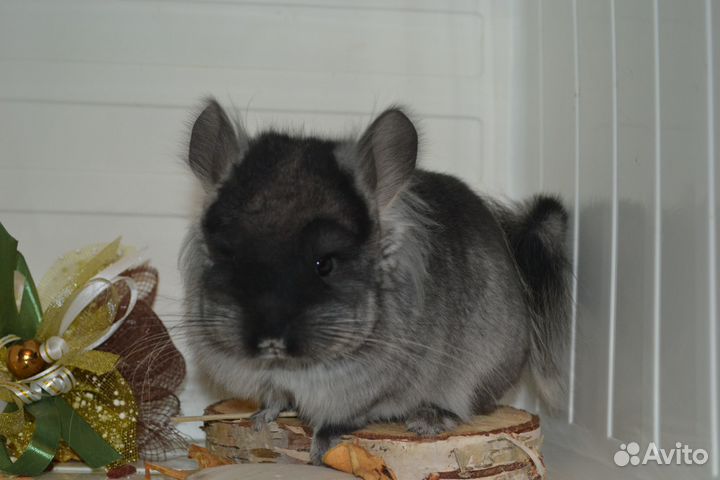 Шиншиллы ангоры и носители мальчики