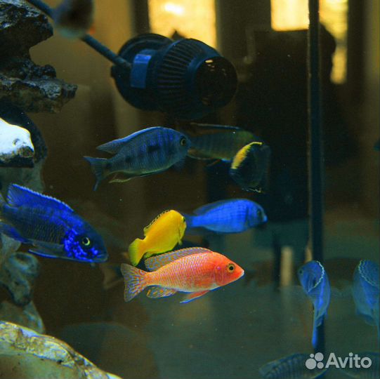 Рыбки - цихлиды и др