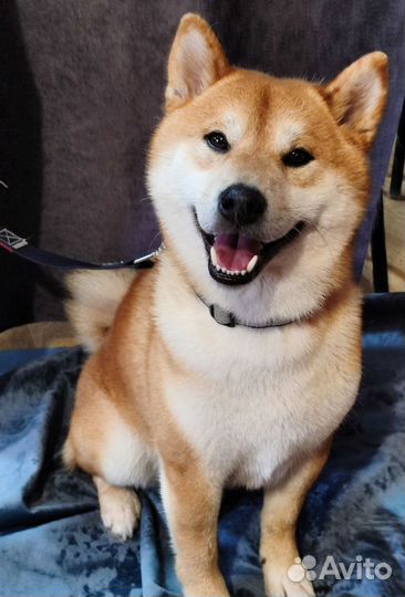 Грумер стрижка собак экспресс линька