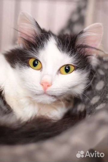 Кошка в дар