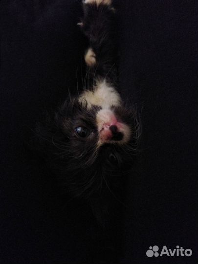 Котенка в добрые руки