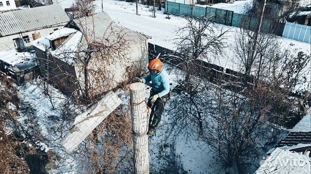 Спил деревьев, валка, обрезка, альпинисты